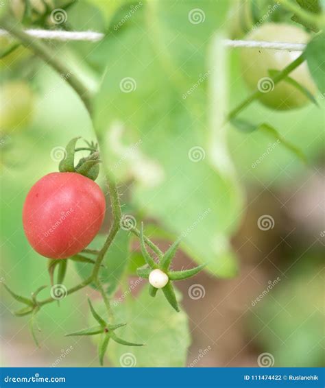 生长红色蕃茄 库存照片 图片 包括有 保险开关 营养 食物 五颜六色 温室 工厂 烹调 生长 111474422