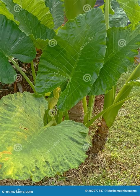 Alocasia Macrorrhiza Plant Growing In The Yard Of The House Stock Image