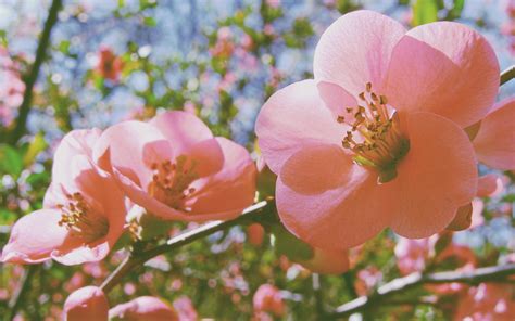 Fondos De Pantalla Flores Naturaleza Rama Rosa Rosado Flora