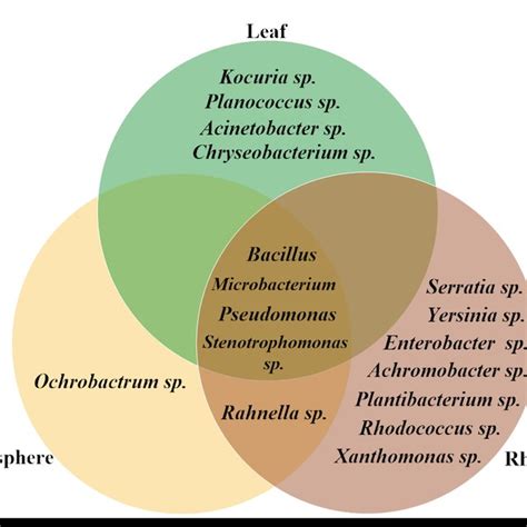 Distribution Of Bacterial Taxa Between The Compartments Of A