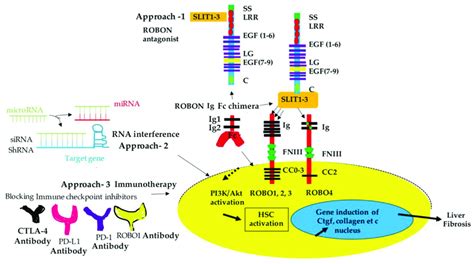 SLIT ROBO Signaling SLIT1 3 Ligands Can Bind To ROBO1 3 In Cell