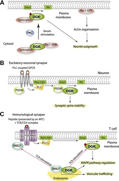 Figure From Diacylglycerol Kinase At The Crossroads Of Lipid