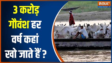 India Cow Smuggling गौ तस्करी के रक्षक और भक्षक की India Tv की सबसे