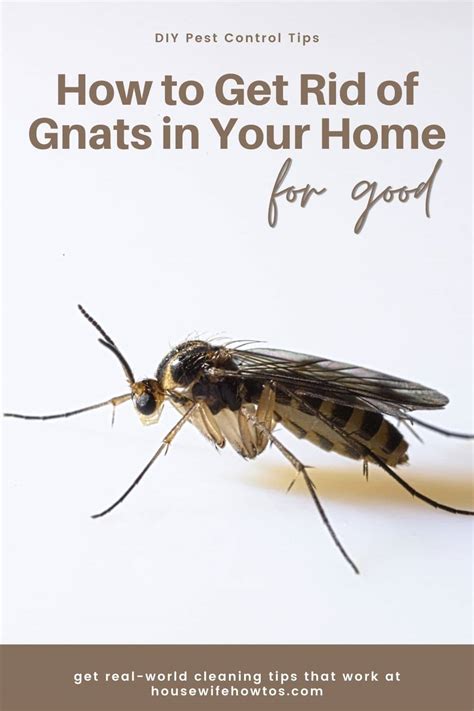 How To Get Rid Of Gnats In The House Quickly At Russell Hess Blog