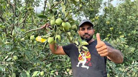 सेब की बाग़वानी अब भारत में कही भी करें Apple Farming All India