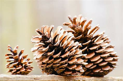 Plant Texture Nature Conifer Green Branch Coniferous Background