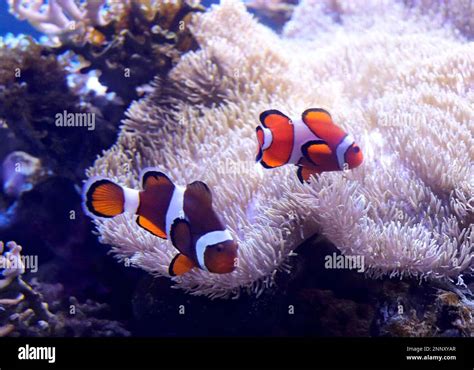 Clownfish Are Pictured At An Aquarium Kamogawa Sea World In Kamogawa