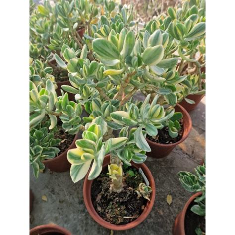 Дървото на живота (Вариегатно) от Plants.bg с отлична цена