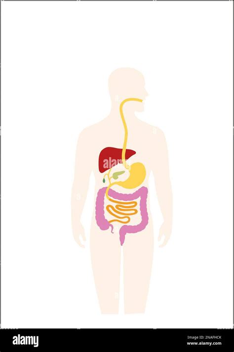 Human Digestive System Hi Res Stock Photography And Images Alamy