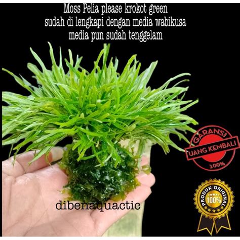 Jual Tanaman Aquascape Akuarium Kombinasi Please Media Wabikusa Banyak Pilihan Media Bergransi