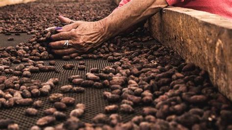 C Te D Ivoire Le Prix Du Cacao Fix Un Niveau Record