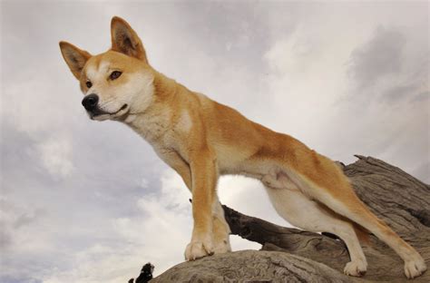 Australian Dingo Pack