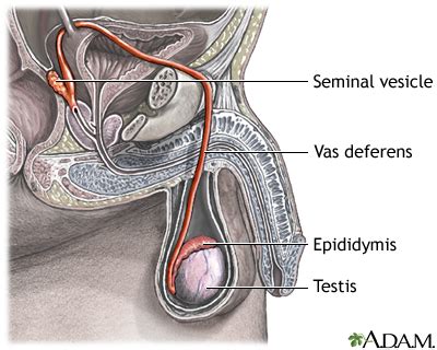 Grade 12 Spermatogenesis And Semen Transportation Create WebQuest