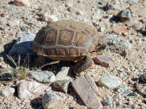 The Desert Tortoises Desert Tortoise Council