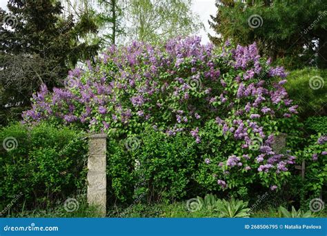 Lilac Syringa Vulgaris Busch Bl Ht In Mai Berlin Germany Stockbild