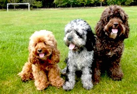Cockapoo designer dog breed - Cocker Spaniel Poodle hybrid dogs info.