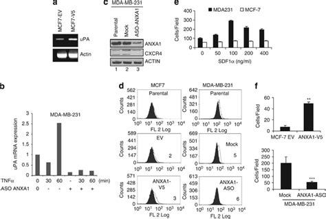 ANXA1 Is Required For UPA And CXCR4 Expression And Activity A CDNA