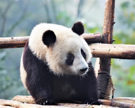 Panda Dalla Natura Bello Panda Minore Che Si Trova Sullalbero Con Le