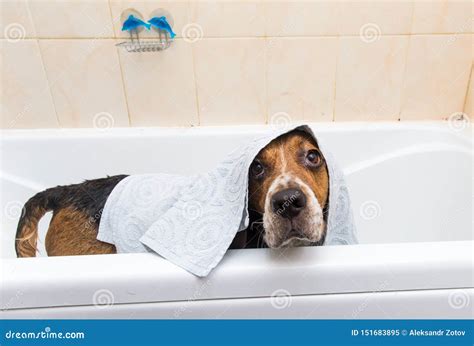 Bathing Of The American Beagle Dog Taking A Bubble Bath Grooming Dog