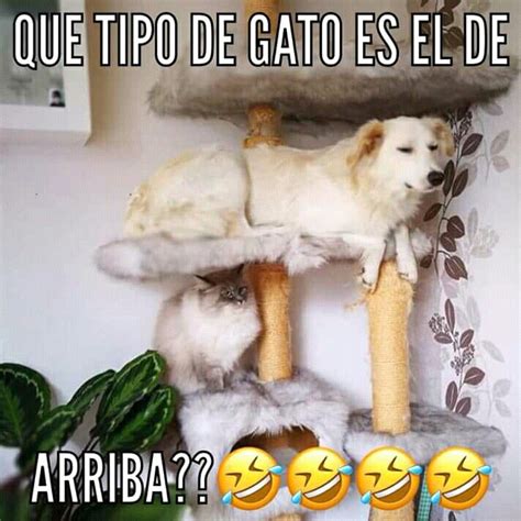 Pin De Viri M En MEMES Gatos Mascotas Tiernas Tipos De Gatos