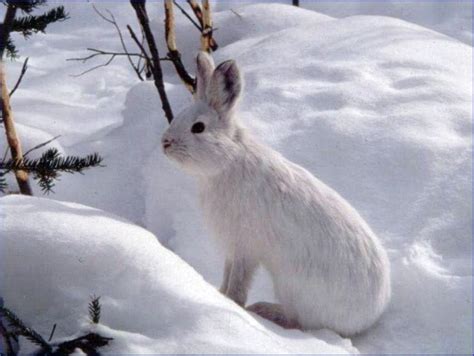 Snowshoe Hare Gates Of The Arctic National Park Preserve U S