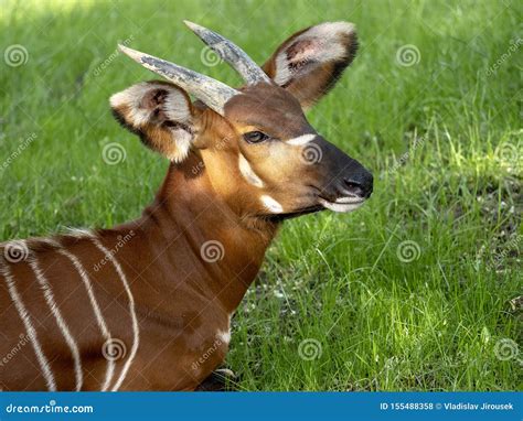 Mountain Bongo Tragelaphus Eurycerus Isaaci Is A Large Forest