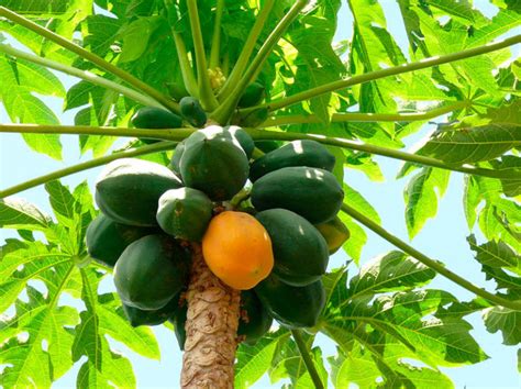 Cómo cultivar la papaya La Huerta de Ivan