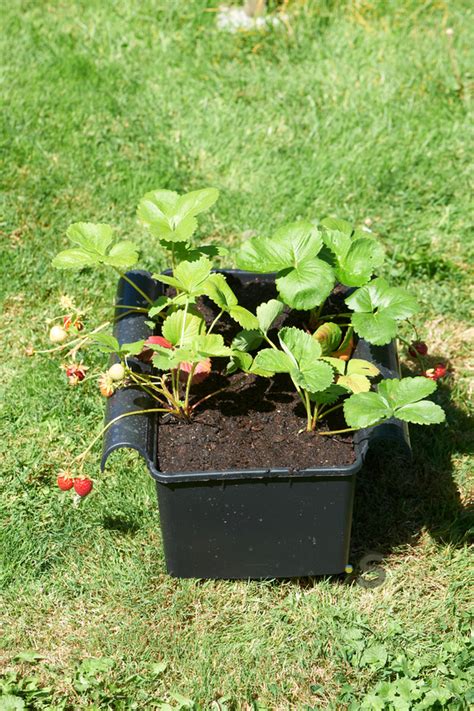 De Fruitberg Aardbeien In Bakken