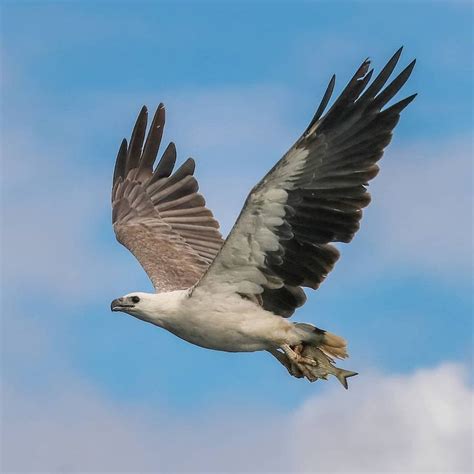 A Large Bird Flying Through The Air With A Fish In It S Talons