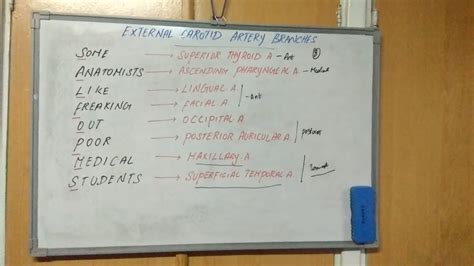 External Carotid Artery Branches Mnemonic YouTube