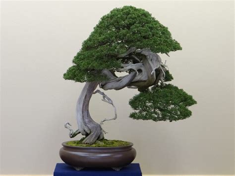 How to Identify Bonsai Trees﻿ - Bonsai Tree Gardener