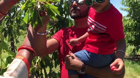 Cherry Picking 2018 Nunn Better Farms Resham Sahu Youtube