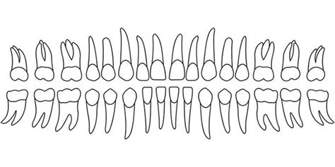 45 Desenhos De Dente Para Imprimir E Colorir Pintar