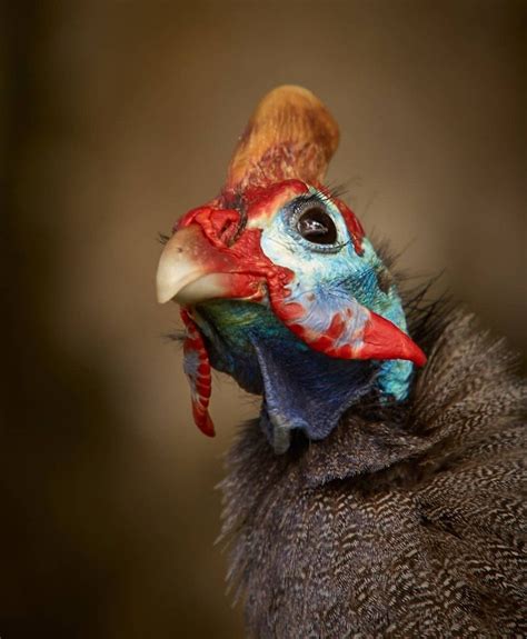 Prehistoric people were farming the world s most dangerous bird as ...