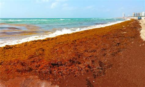 Sargassum Tracker ®️ - Official 2024 Forecast Maps & Daily Updates