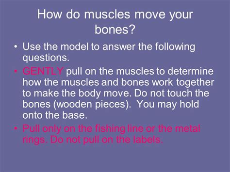 How Muscles Move Bone