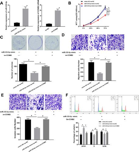 Full Article Mir 335 5p Regulates Cell Cycle And Metastasis In Lung