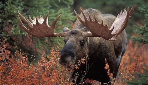 The Irish Elk What Did This Giant Deer Look Like And When Did It Go