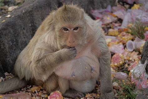 Monkey Banquet Festival in Lopburi - It's better in Thailand