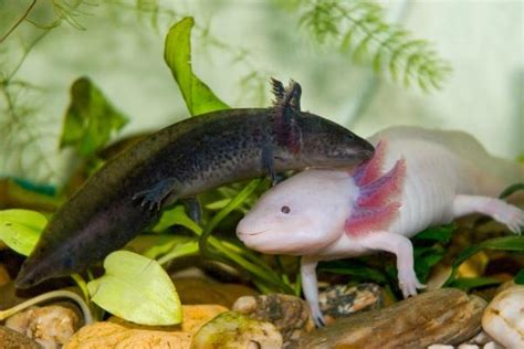 Axolotl Reproduction - Mating, Developmental Stages and Metamorphosis