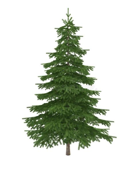 Fir Tree Isolated On White Background Pine Fir Tree Isolated On White