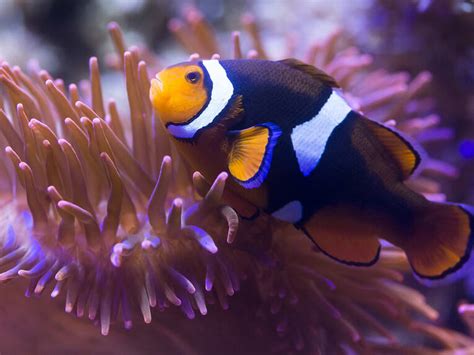 Sea Life Clownfisch Meldungen Herrenhausen Bilder