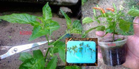 Rupanya Boleh Tanam Pokok Cili Guna Keratan Pucuk Elok Subur Berbuah