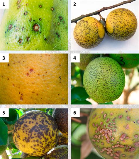 CHBAGRO Principais pragas e doenças no cultivo de Citrus