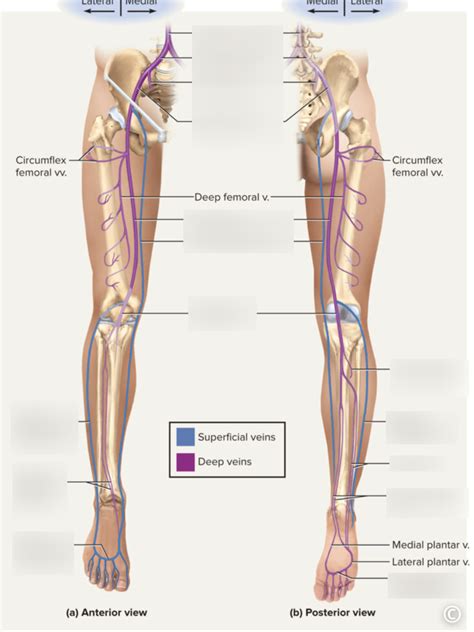 Veins Of Lower Limb Diagram Quizlet