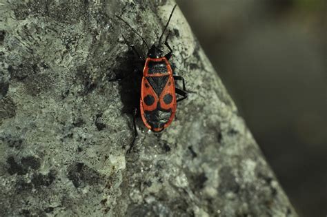 Blacksmith Wingless The Beetle Free Photo On Pixabay