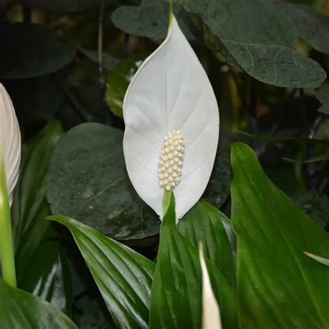 Cuna De Moises Spathiphyllum