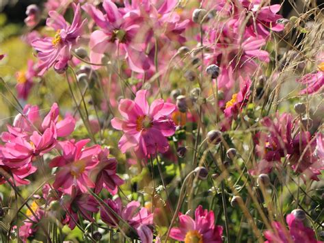 Japan Herbst Anemone Prinz Heinrich Beste Sorten And Stauden Wissen