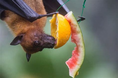 333 Bat Eating Fruit Stock Photos - Free & Royalty-Free Stock Photos ...