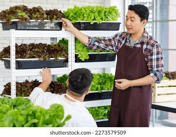 Asian Professional Successful Male Farmer Gardener Stock Photo